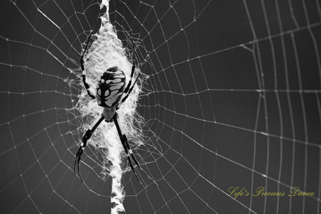 Close up of a writing spider in its web.