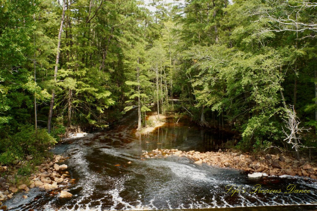 Juniper creek running into the forest.