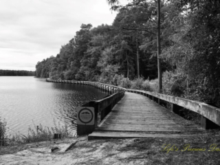 Black and white of a boardwalk running along the right side of Lake Juniper. Cloudy skies overhead.