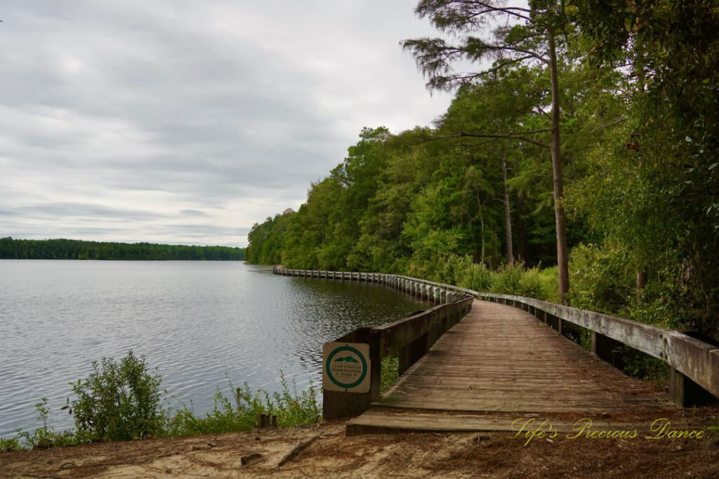 Boardwalk curving around the right side of Lake Juniper. A row or trees on its side.