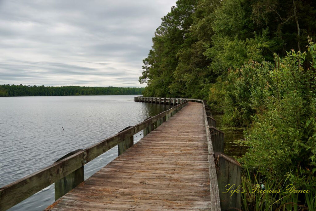 Boardwalk curving around the right side of Lake Juniper. A row or trees on its side.