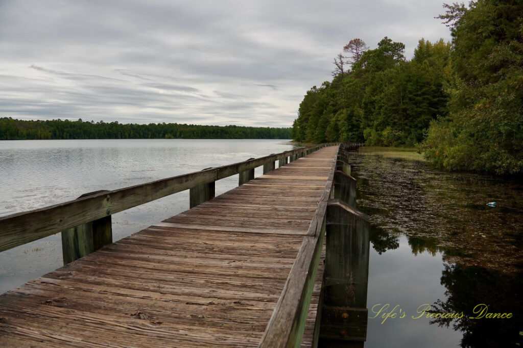 Boardwalk running through a section of Lake Juniper.