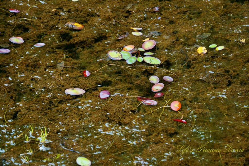 Colorful lily pads floating on a murky area of Lake Juniper.