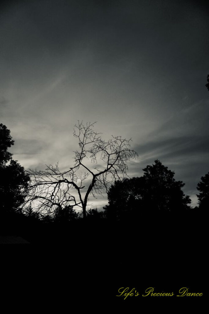 Black and White of a dead tree against a partially cloudy sky at dusk