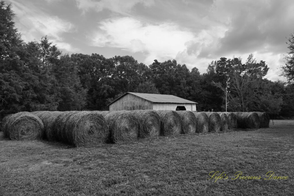 Black and white of rows of hay bales with a barn behind them. Passing clouds overhead.