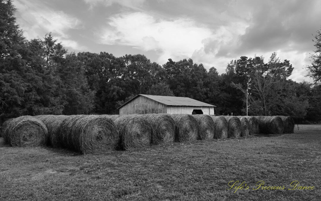 Black and white of rows of hay bales with a barn behind them. Passing clouds overhead.