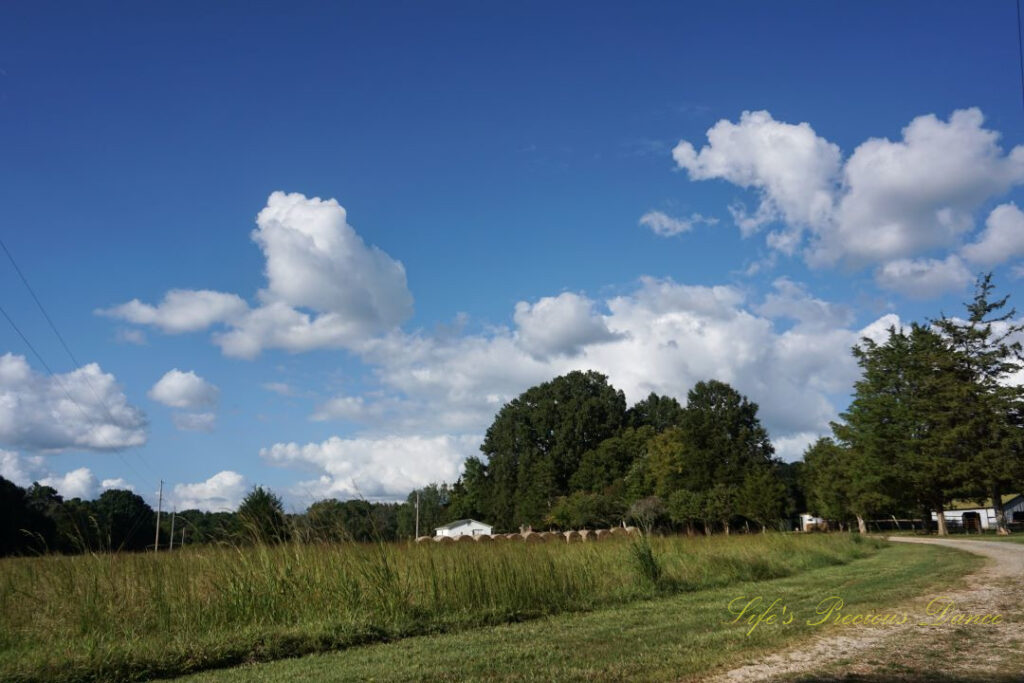 An old dirt driveway curving around a pasture. Fluffy passing clouds overhead and a farmhouse and haybale&#039;s in the background.