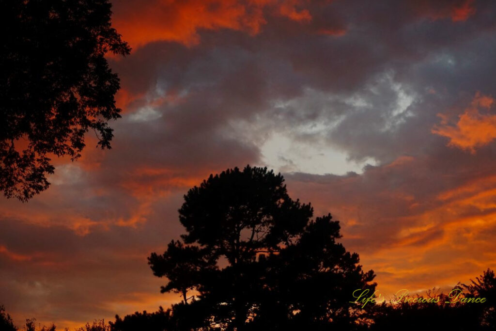 Colorful sunset highlighting dark clouds over a large oak tree.