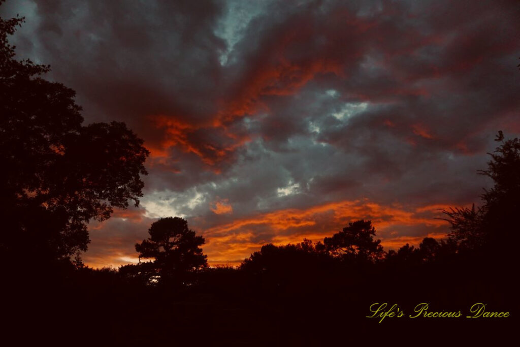 Colorful sunset over darkened trees.