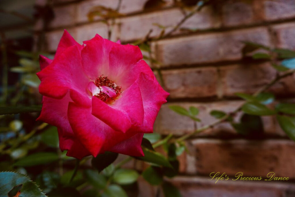 Close up of a pinkish-red rose in bloom. A brick wall in the background.