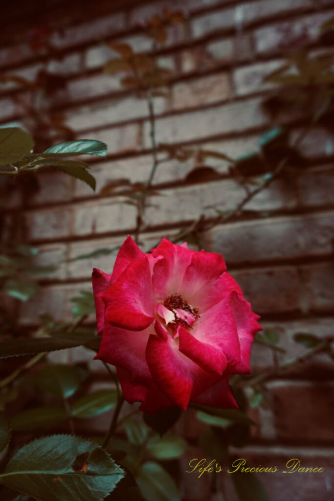 Multi Colored rose in bloom. A brick wall in the background.