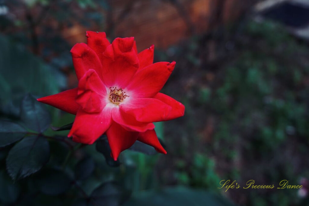 Close up of a bright red rose in bloom.