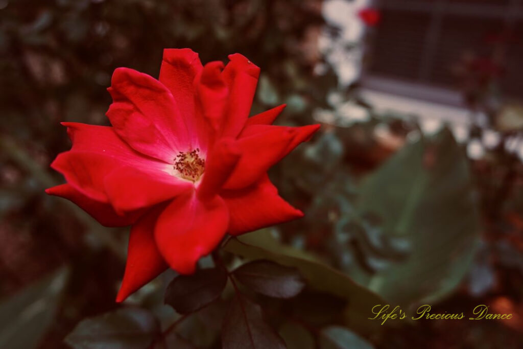 Close up of a bright red rose in bloom.