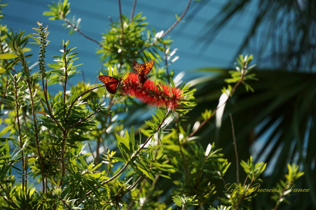 Butterflies pollinating crimson bottlebrush.