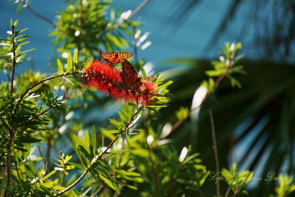 Butterflies pollinating crimson bottlebrush.