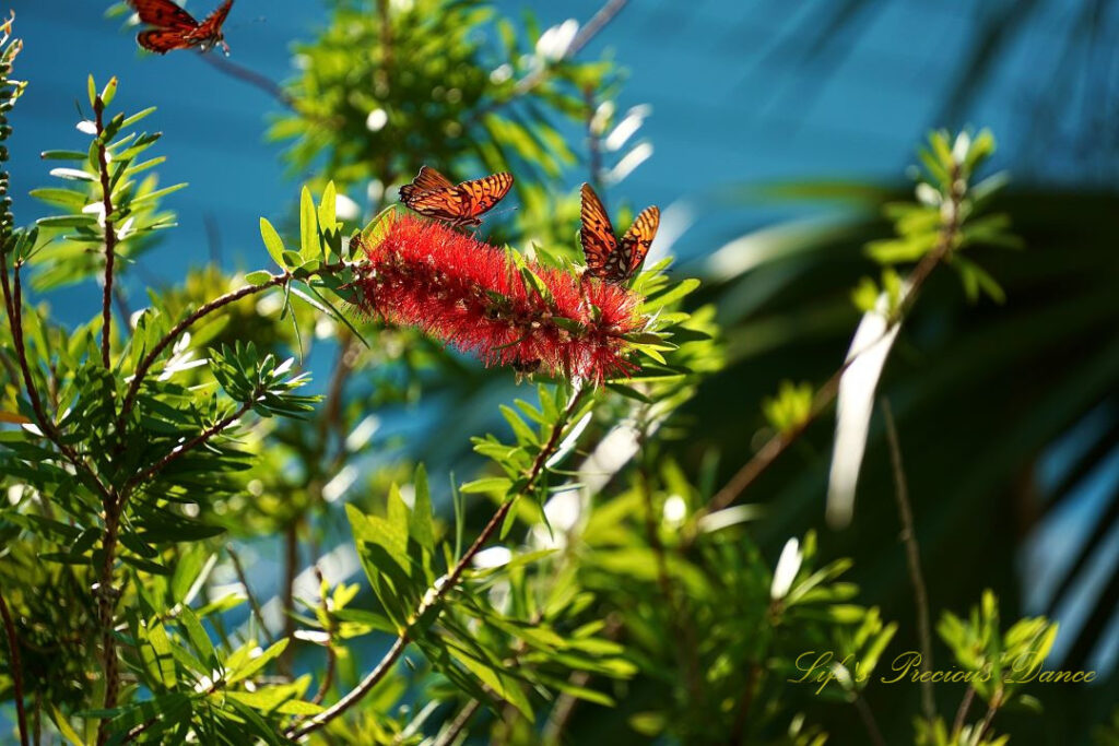 Butterflies pollinating crimson bottlebrush. Another one flying in to the scene.