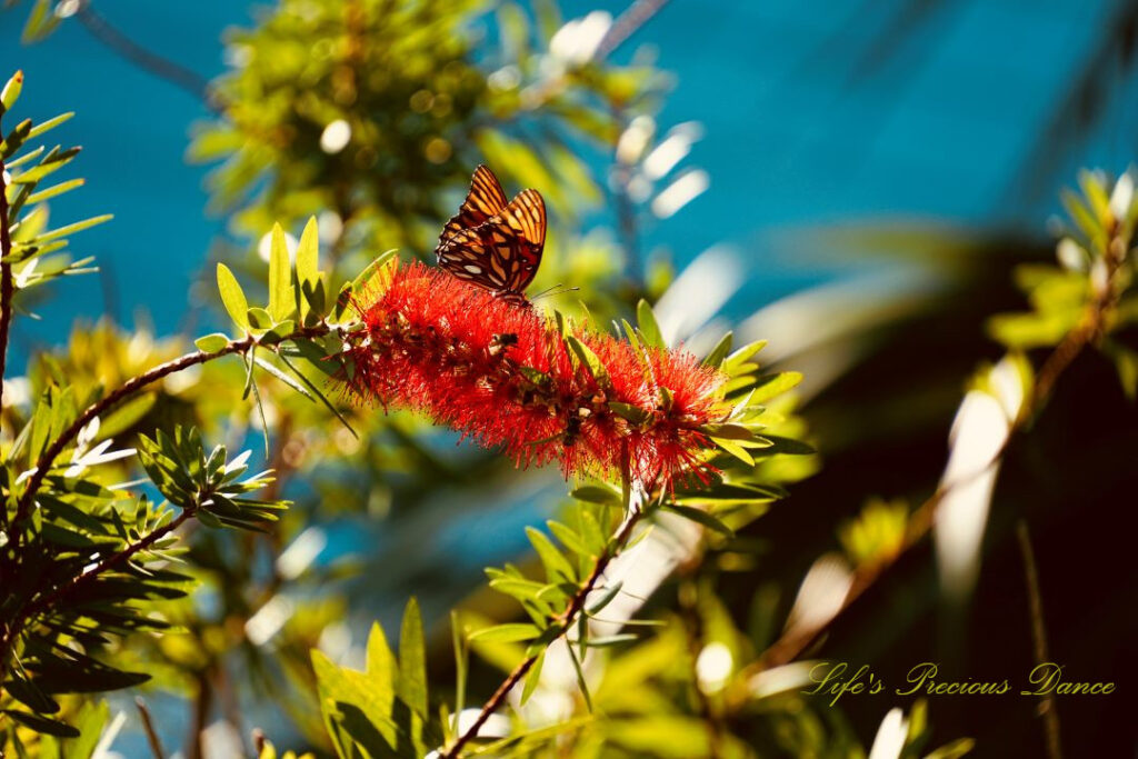 Close up of a butterfly pollinating a bottlebrush shrub.