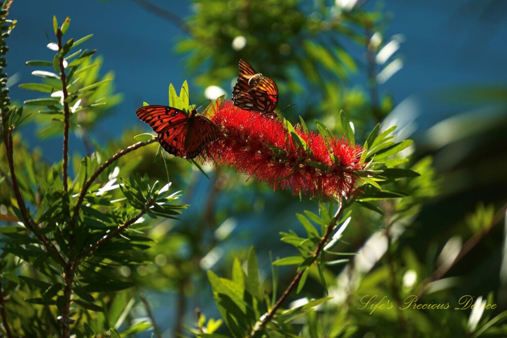 Butterflies pollinating crimson bottlebrush.