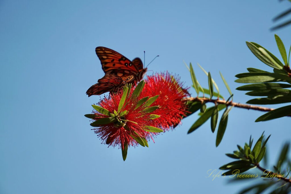 Butterflies pollinating crimson bottlebrush.