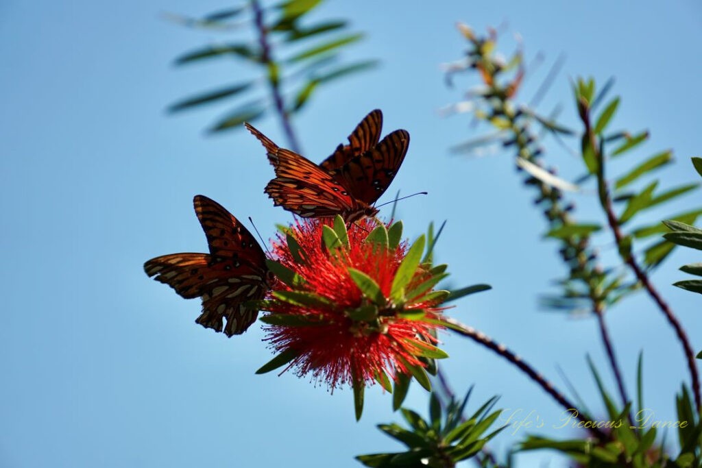 Butterflies pollinating crimson bottlebrush.