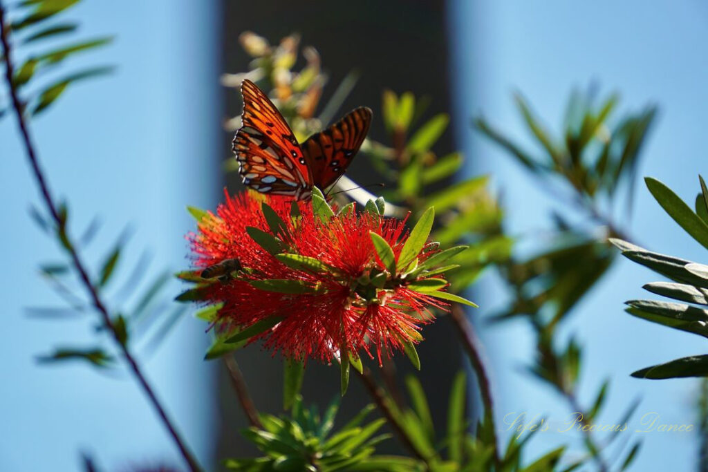 Butterfly pollinating a bottlebrush plant.