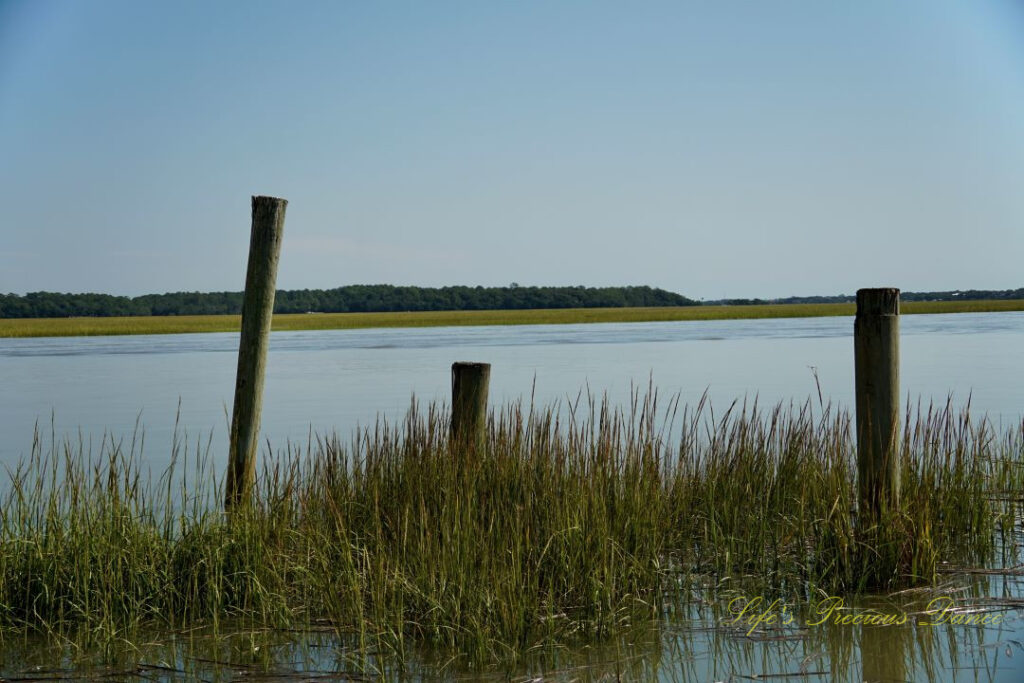 Pier posts amongst marsh grass in Big Bear Creek at The Marina at Edisto Island.