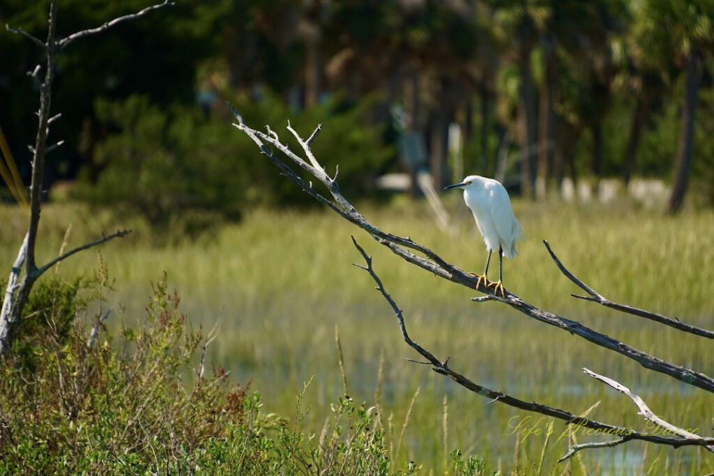 Snowy Egret resting on a tree limb over a marsh.