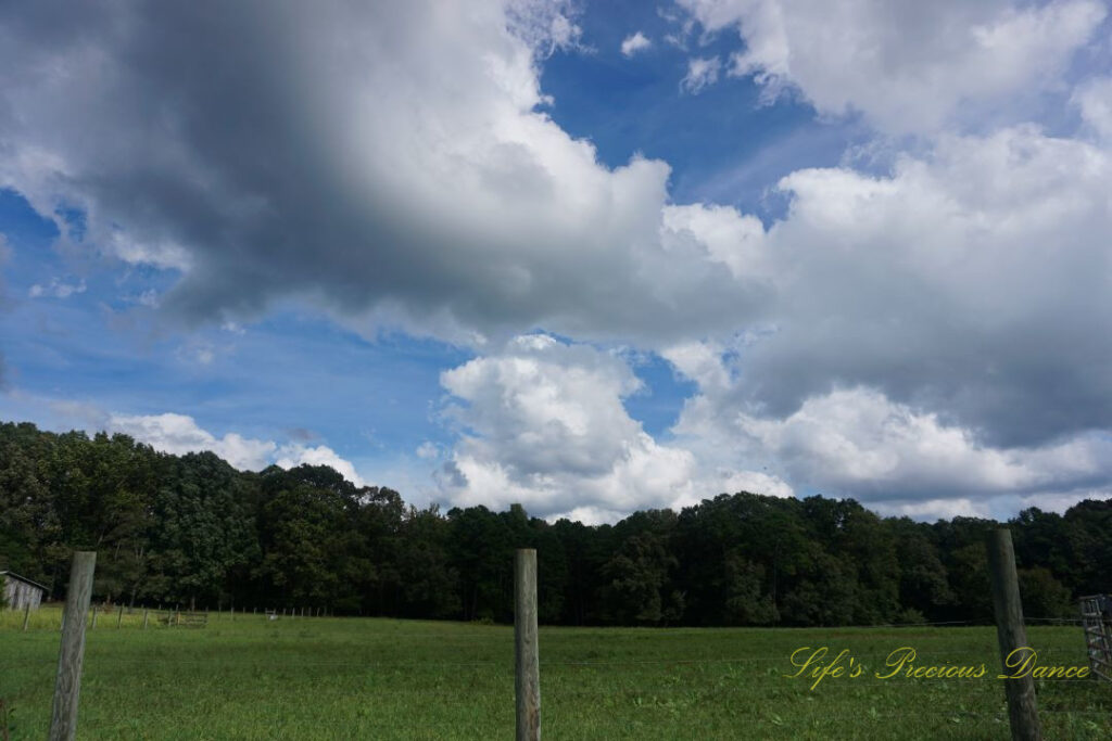 Fluffy clouds above a pasture. A row of trees in the background.