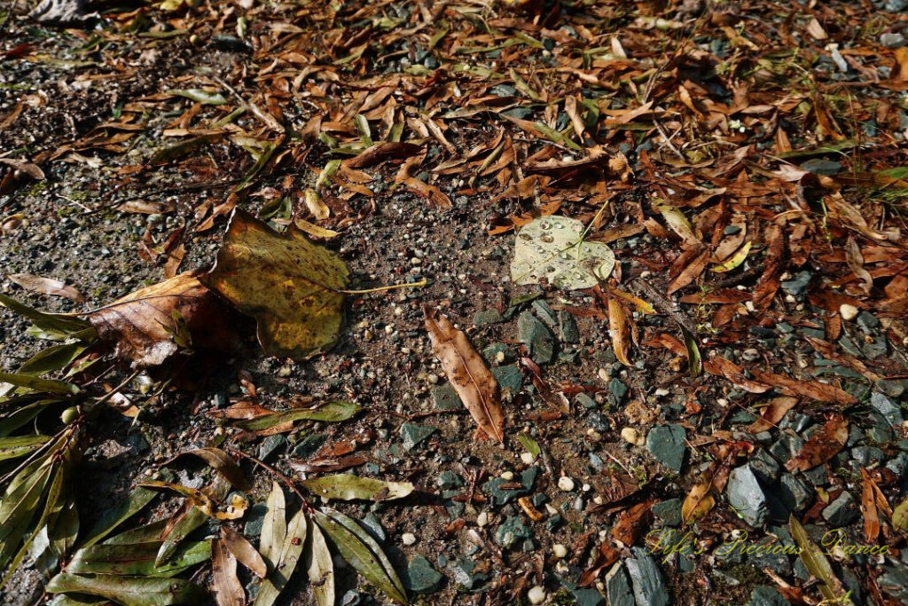 A yellow leaf covered in raindrops, laying on a gravel driveway amongst scattered leaves.