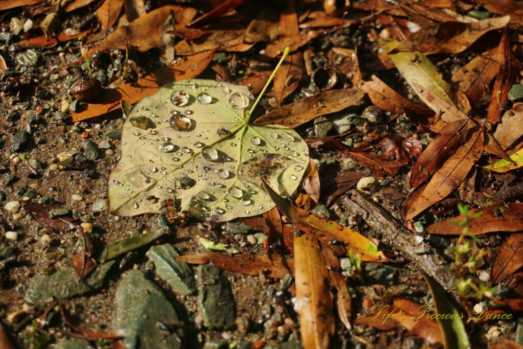 Close up of a yellow leaf covered in raindrops, laying on a gravel driveway amongst scattered leaves.