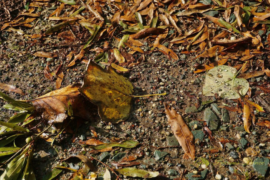 A yellow leaf covered in raindrops, laying on a gravel driveway amongst scattered leaves.