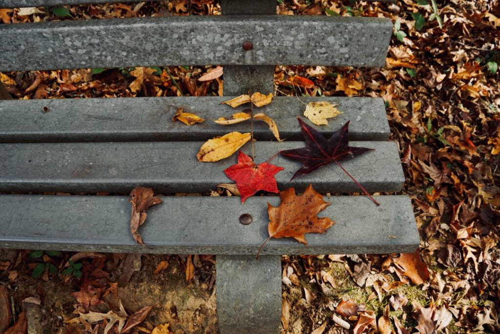 Colorful leaves on a bench at Andrew Jackson State Park.