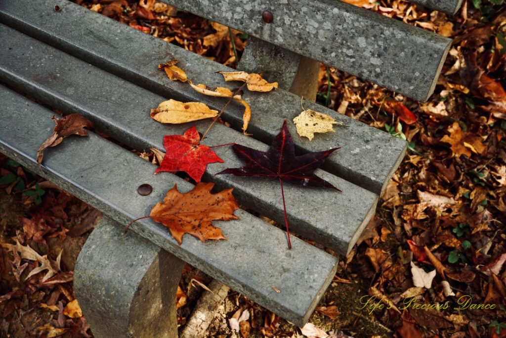 Colorful leaves on a bench at Andrew Jackson State Park.