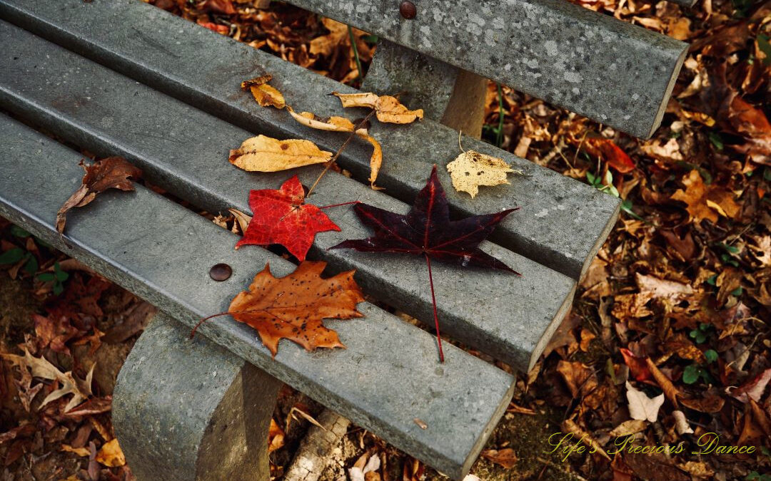 Colorful leaves on a bench at Andrew Jackson State Park.