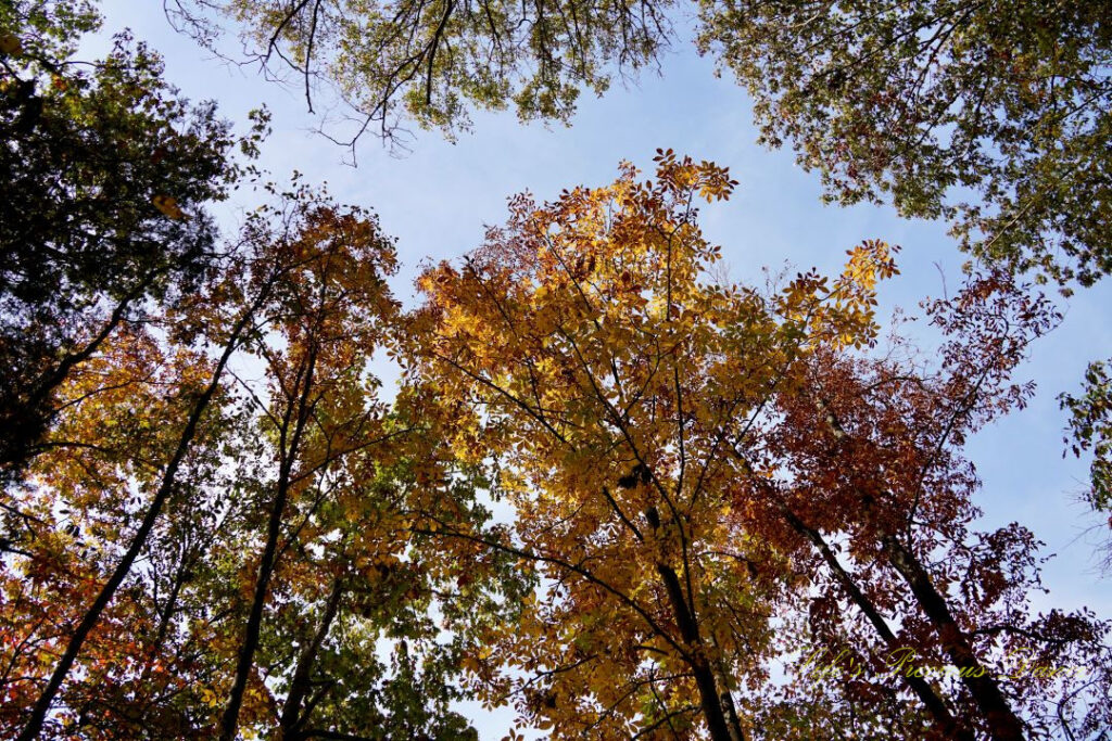 Looking upward at colorful leaves on hardwood trees