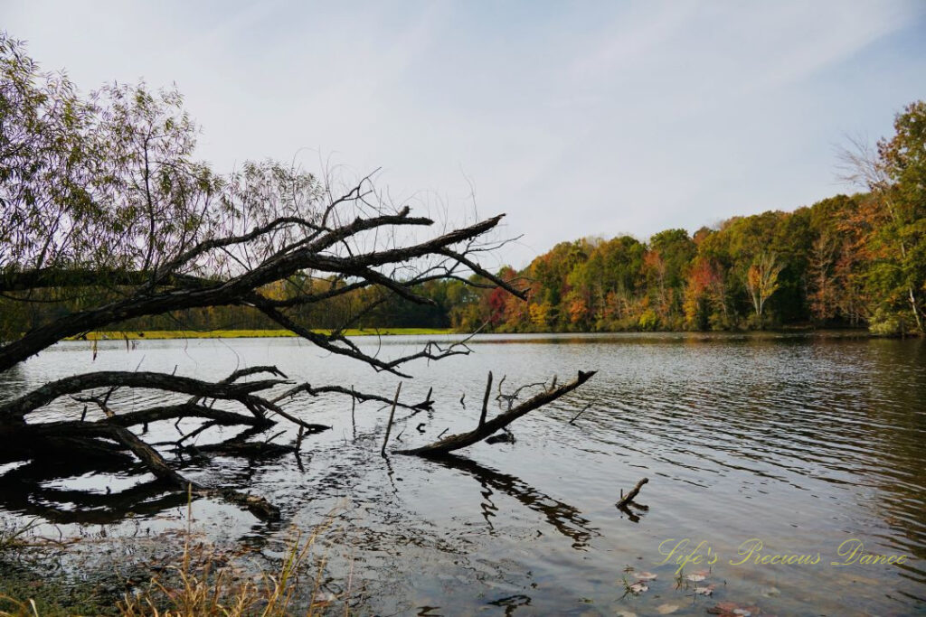 Downed tree reflecting on the lakes surface at Andrew Jackson State Park. Colorful trees in the background.