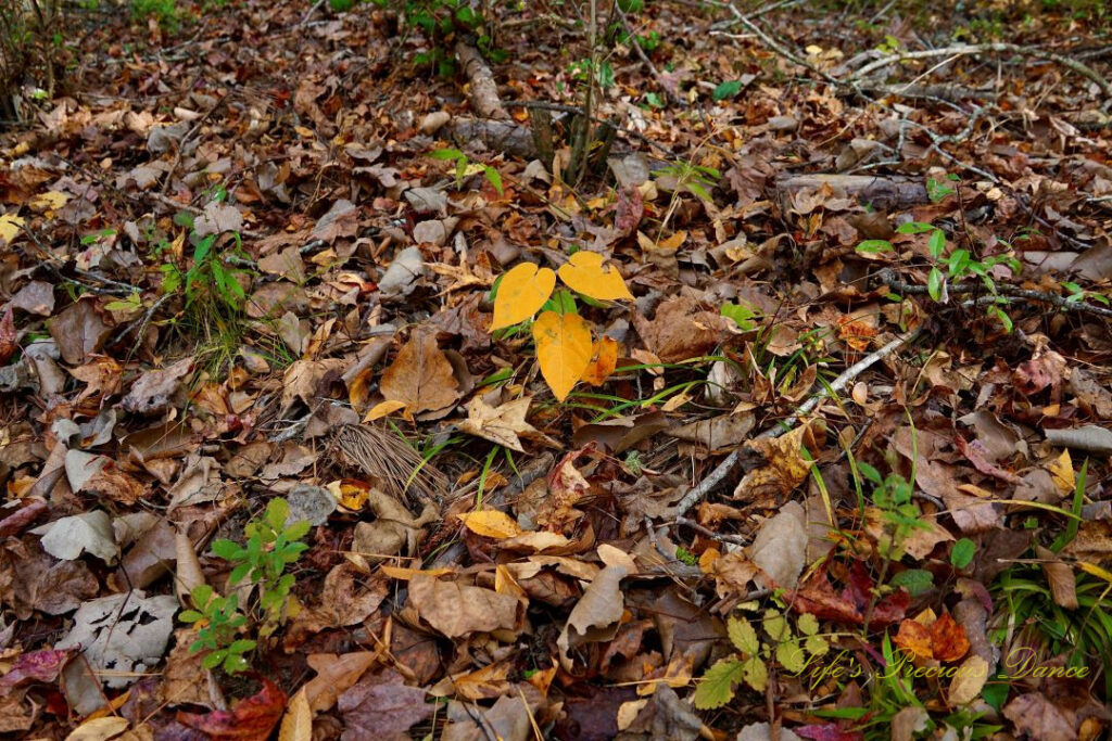 Bright yellow three leaved plant growing along a trail.