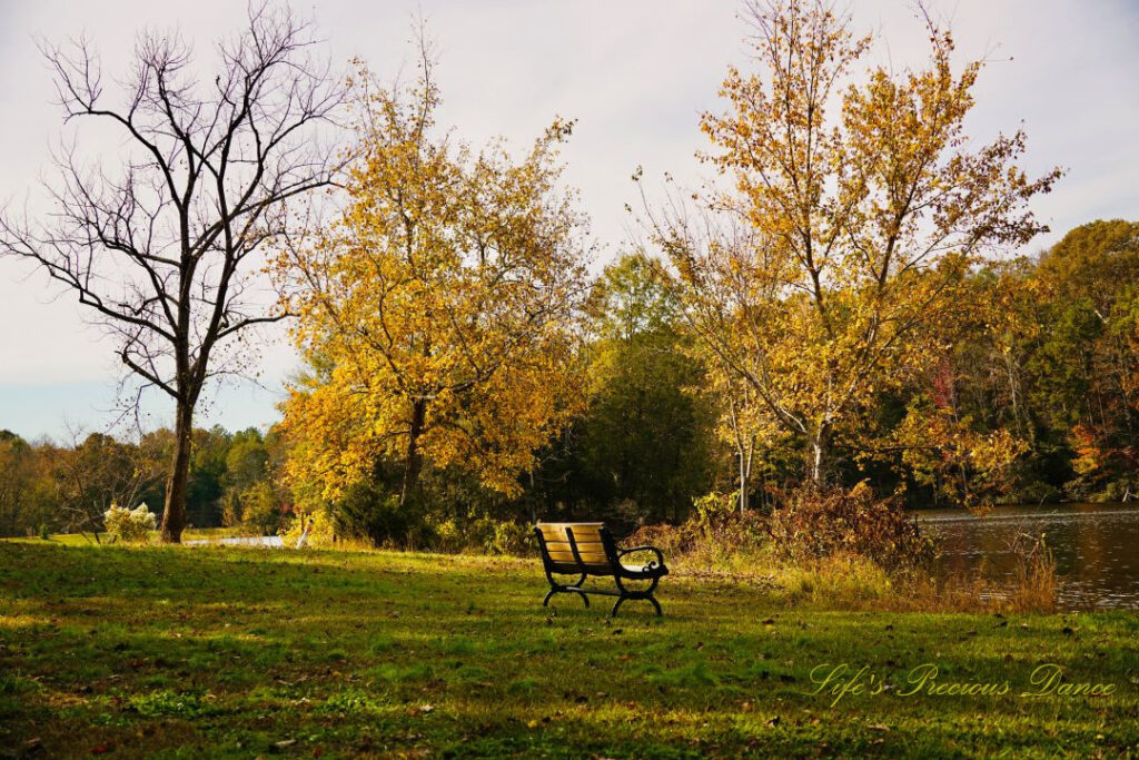 Park bench at Andrew Jackson State Park overlooking the lake, One bare tree and two covered in yellow leaves along the shore.