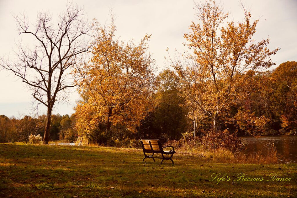 Park bench at Andrew Jackson State Park overlooking the lake, One bare tree and two covered in yellow leaves along the shore.