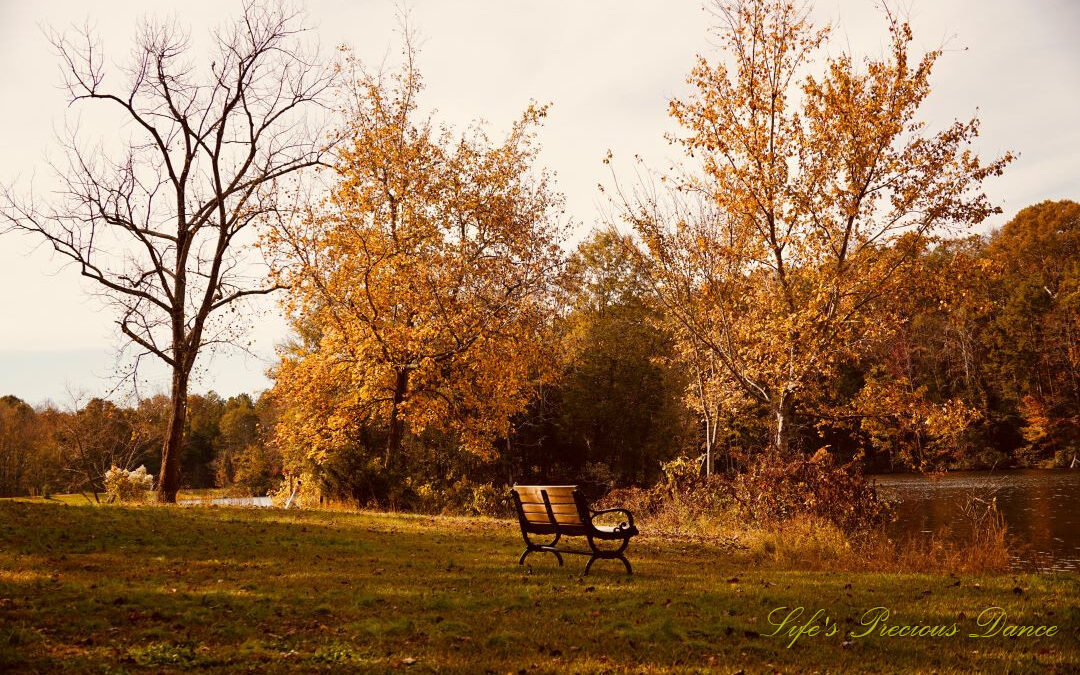 Park bench at Andrew Jackson State Park overlooking the lake, One bare tree and two covered in yellow leaves along the shore.