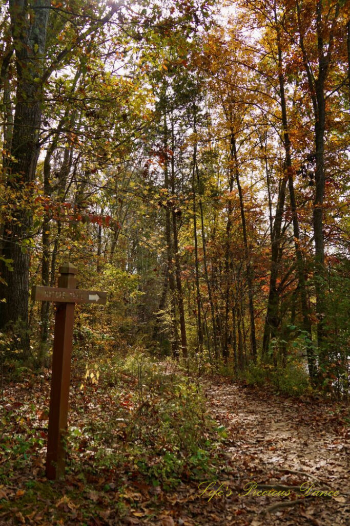 Nature trail at Andrew Jackson State Park leading through colorful trees.