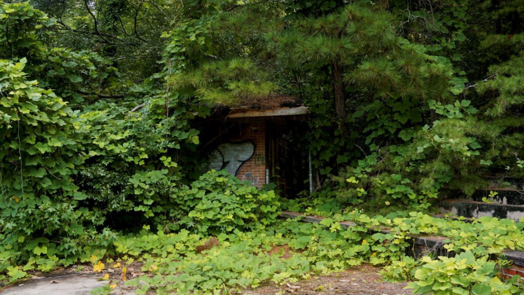 Abandoned building with graffiti covered in overgrown vines and surrounded by trees.