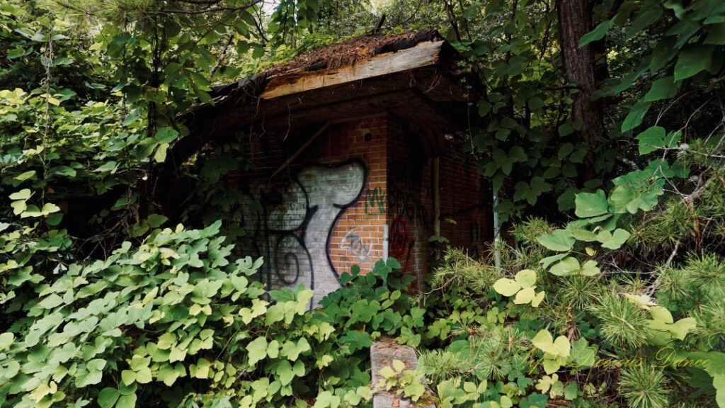 Abandoned building with graffiti covered in overgrown vines and surrounded by trees.