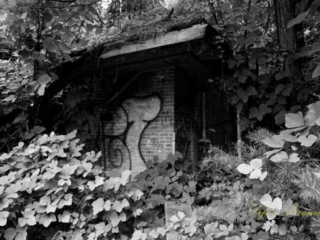 Black and white of an abandoned building with graffiti covered in overgrown vines and surrounded by trees.