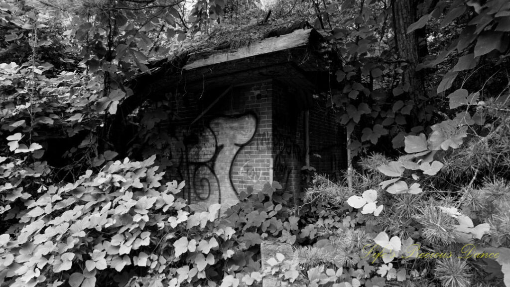 Black and white of an abandoned building with graffiti covered in overgrown vines and surrounded by trees.