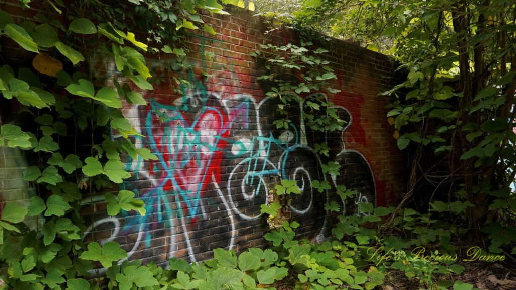 Close up of a graffiti covered abandoned building, overrun with vines.