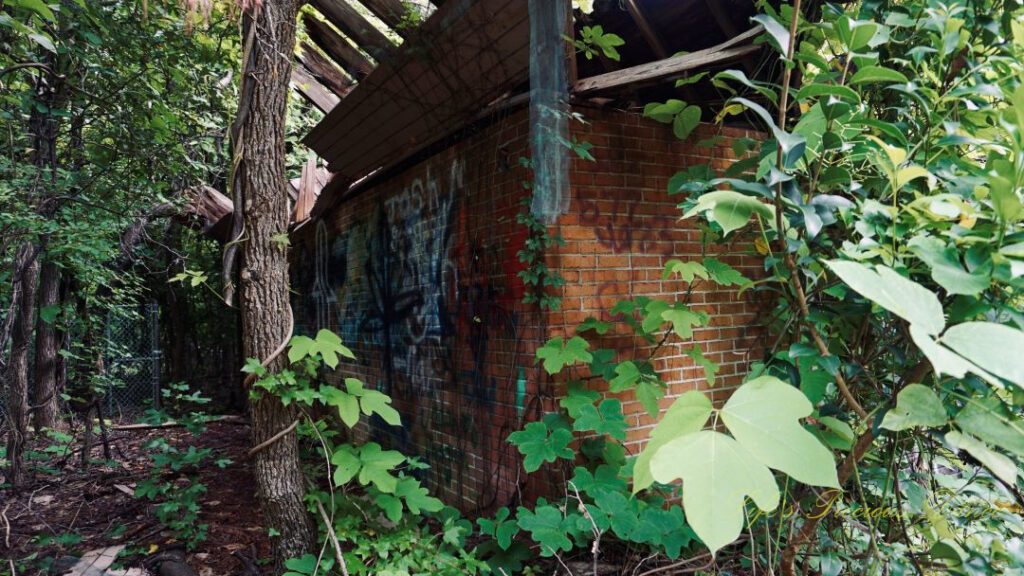 Close up of a graffiti covered abandoned building, overrun with vines.