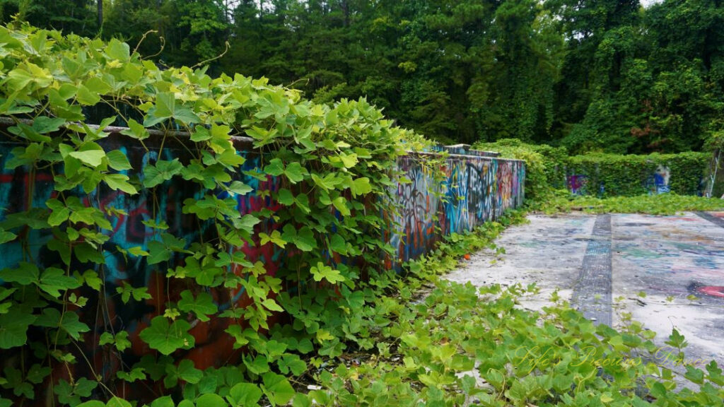 Close up of overgrown vines covering the graffiti covered wall of the abandoned Springs Recreation pool.