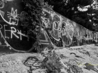 Black and white close up view of graffiti and vine covered wall inside the abandoned Springs Recreation Pool.