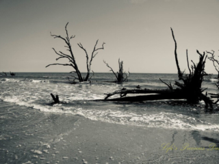 Botany Bay Black and white of dead trees and driftwood along Botany Bay beach.